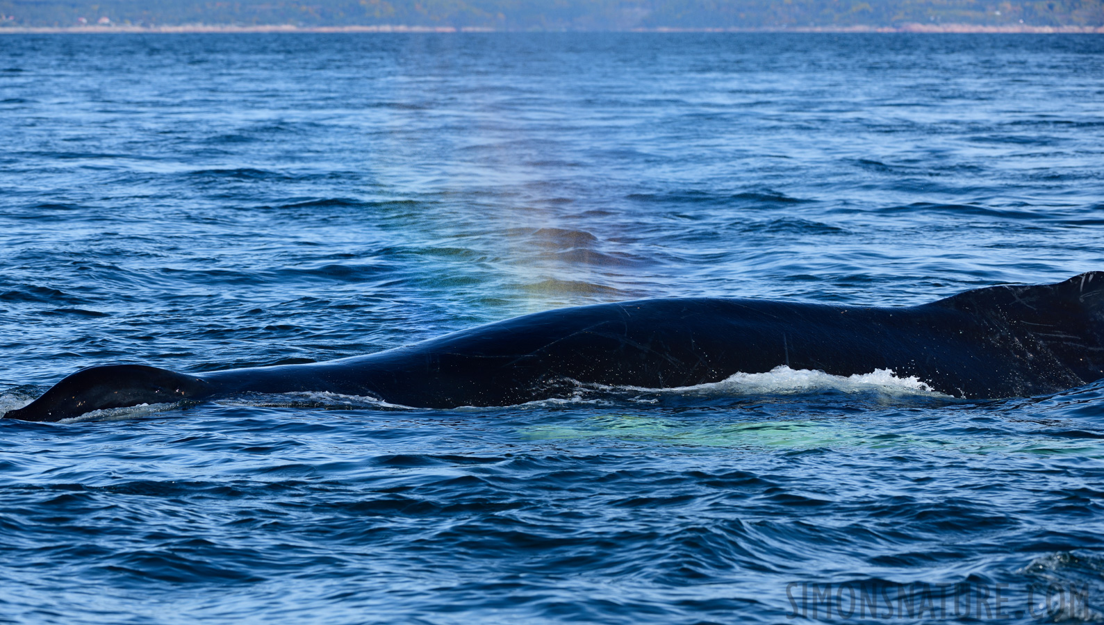 Megaptera novaeangliae [200 mm, 1/800 Sek. bei f / 9.0, ISO 400]